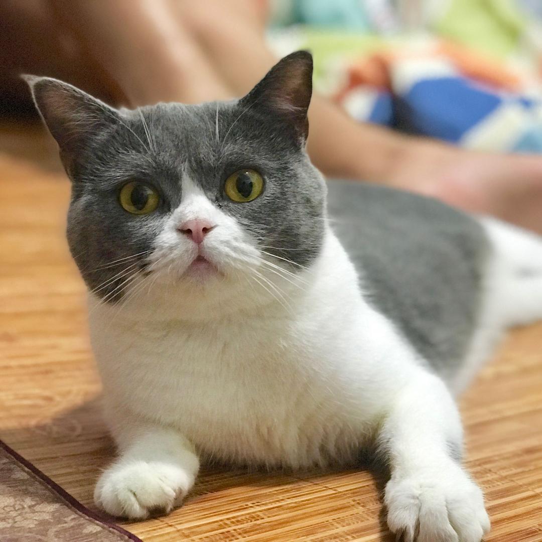 我家有只腹黑猫
