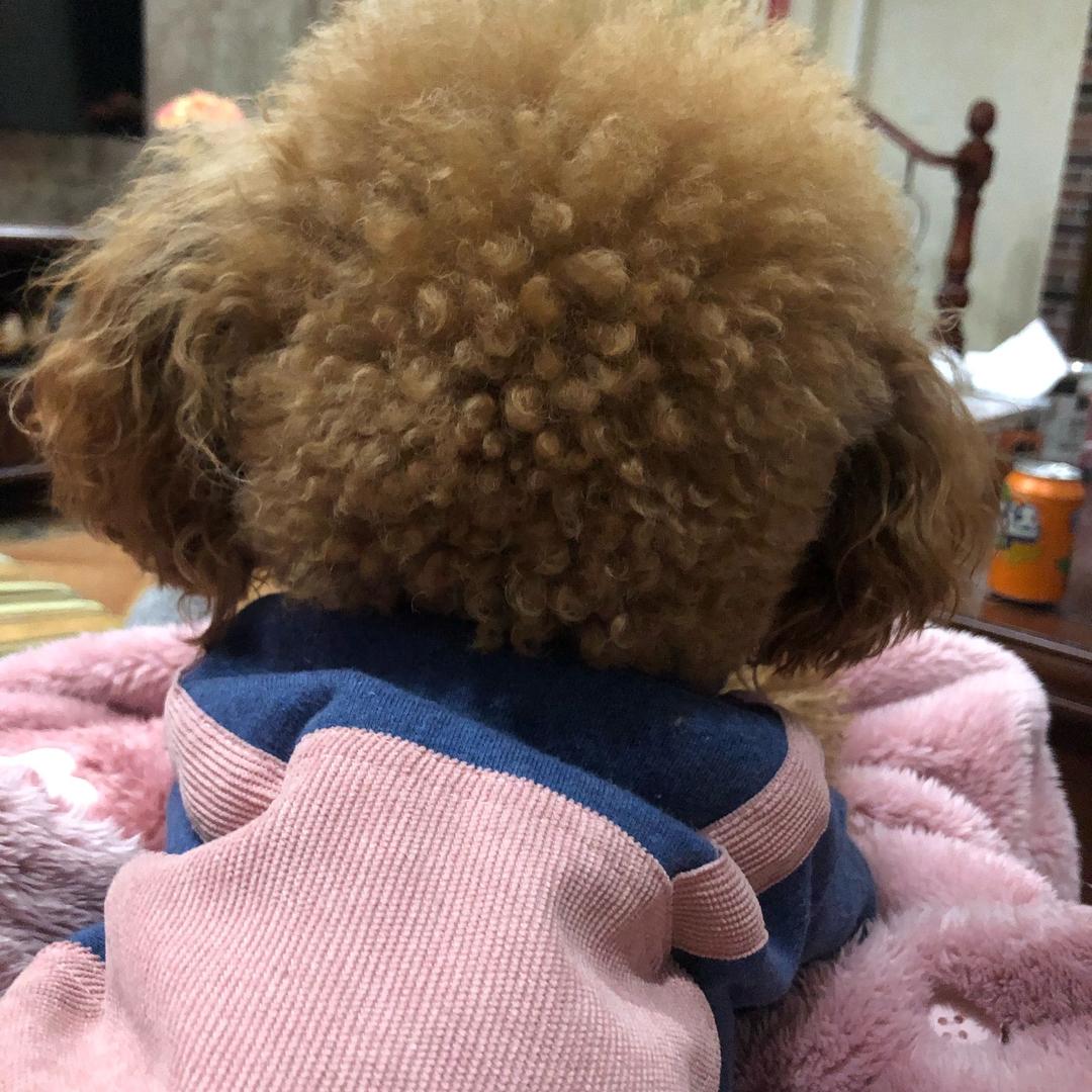 一只猪