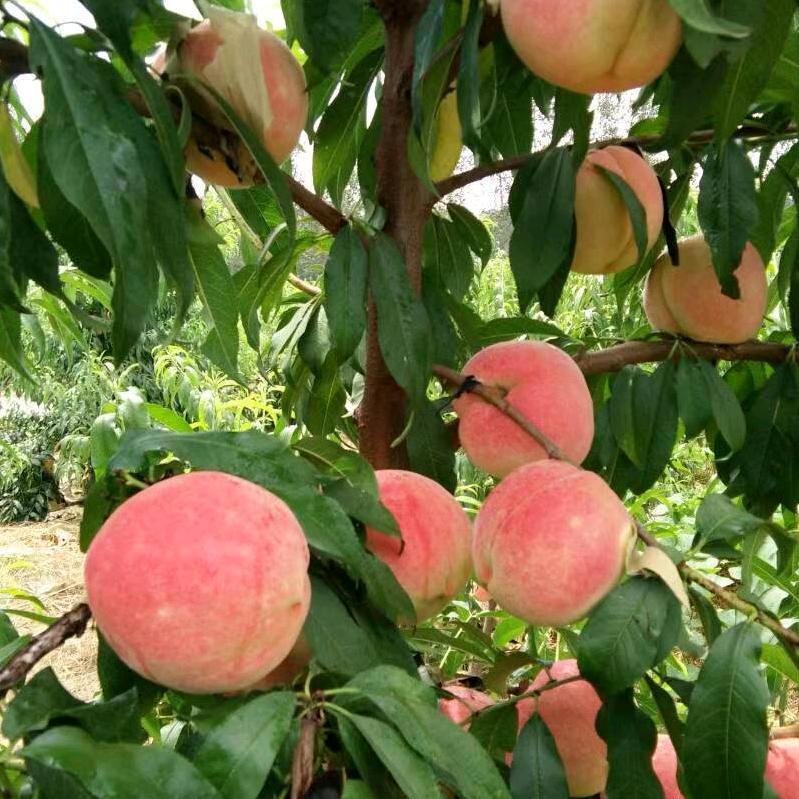 郑州水蜜桃采摘园