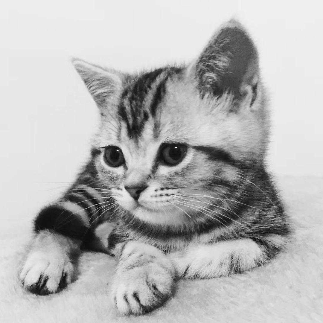 猫尔顿