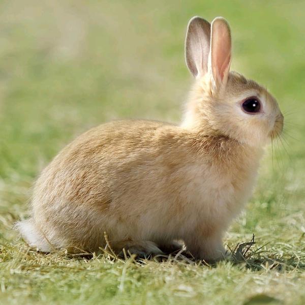 小妮子（已瘦45斤版）