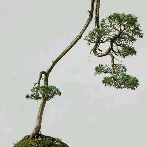 逍遥游☞
