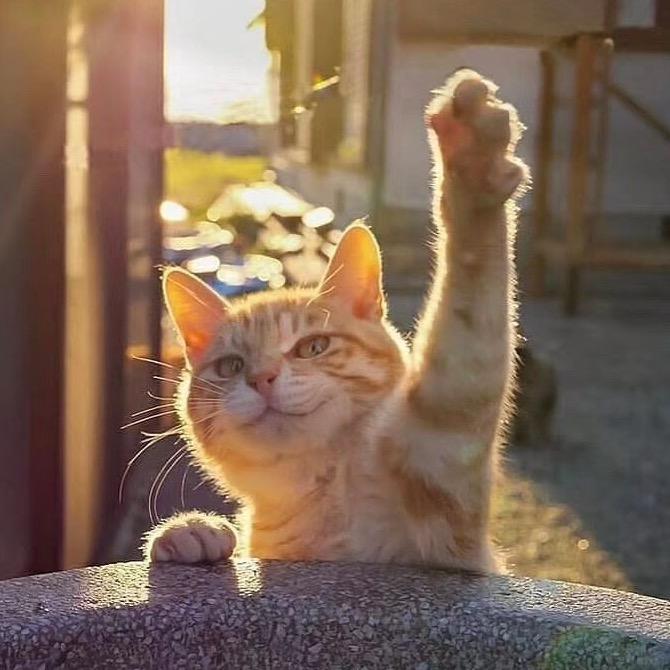 一粒窝里馒头！