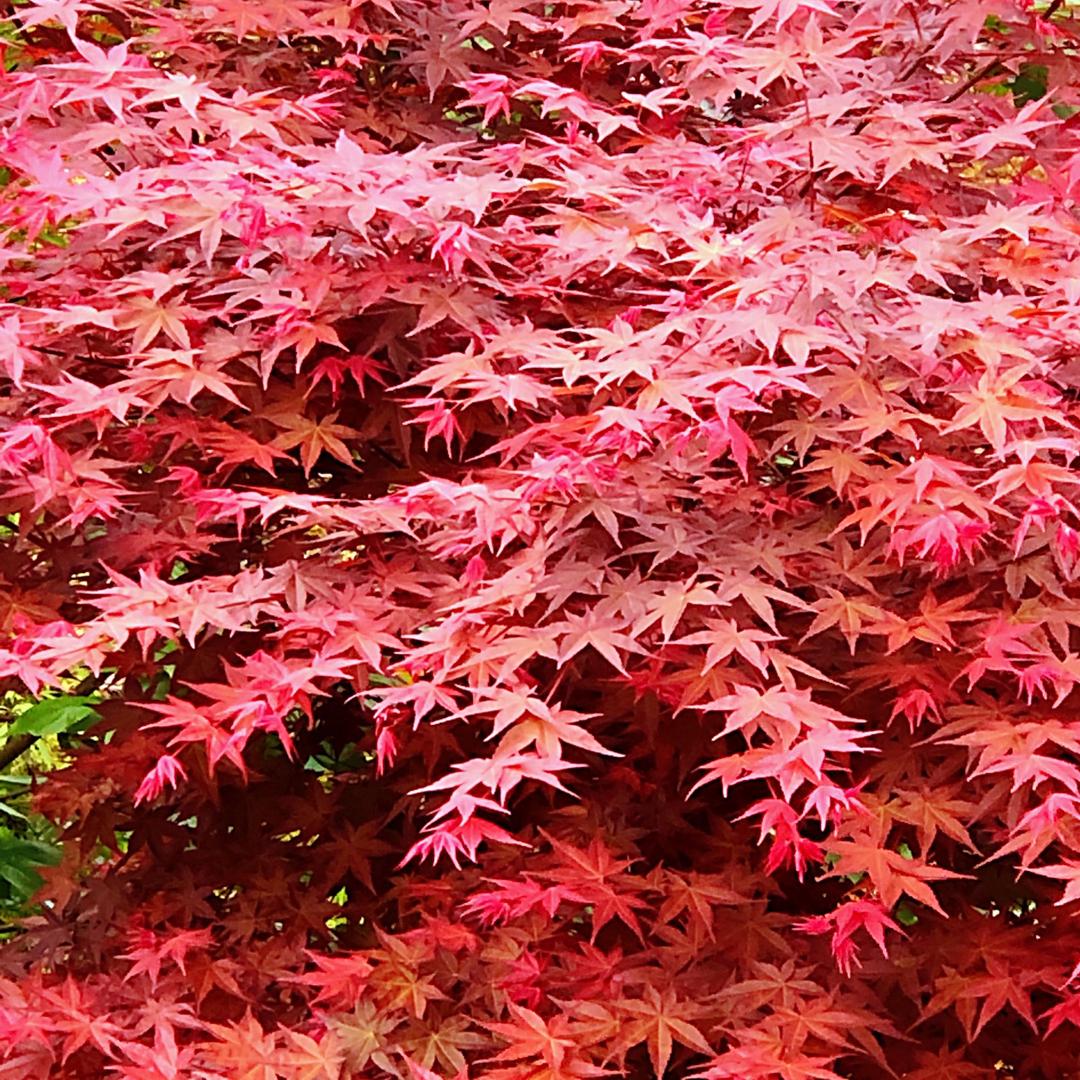 洁玓