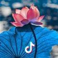 锡维