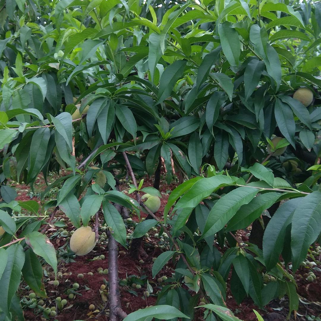 姚本菊