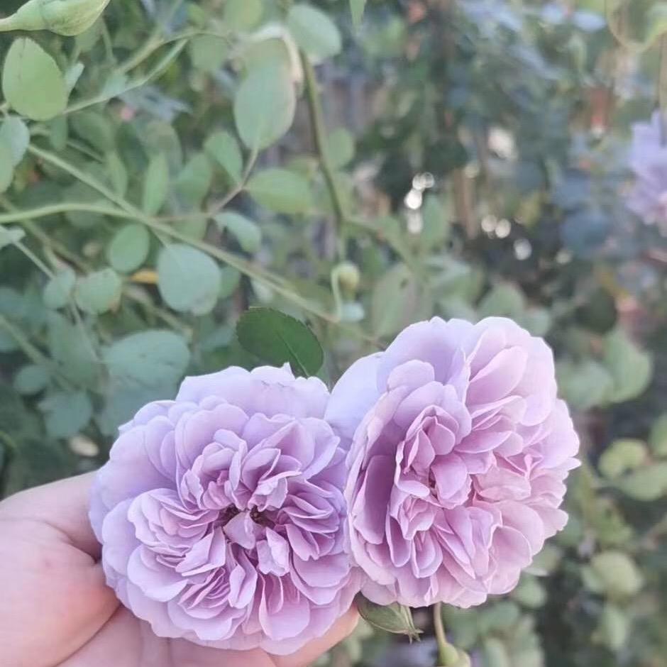 厦门南洋樱园艺