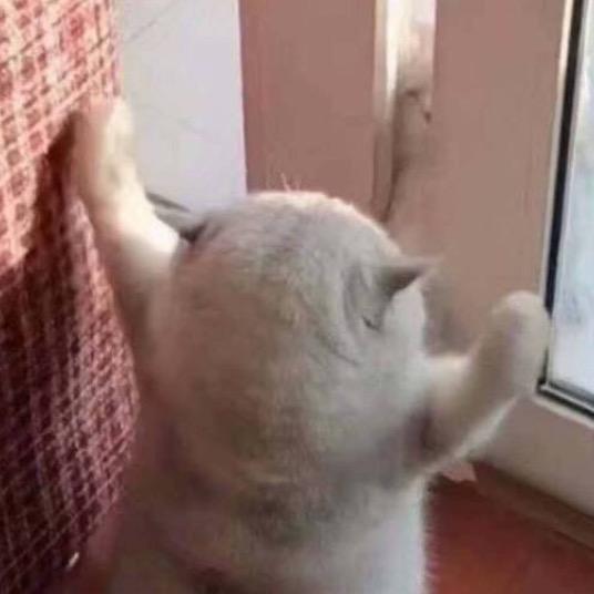 朵拉公主