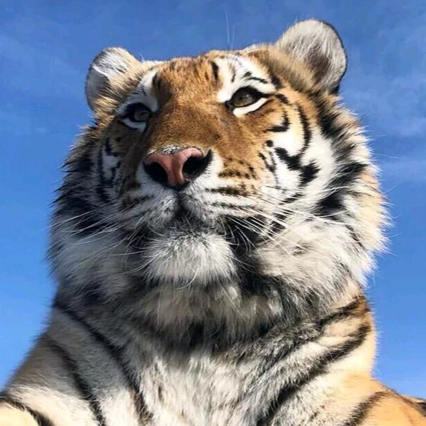 天哥属虎🐯