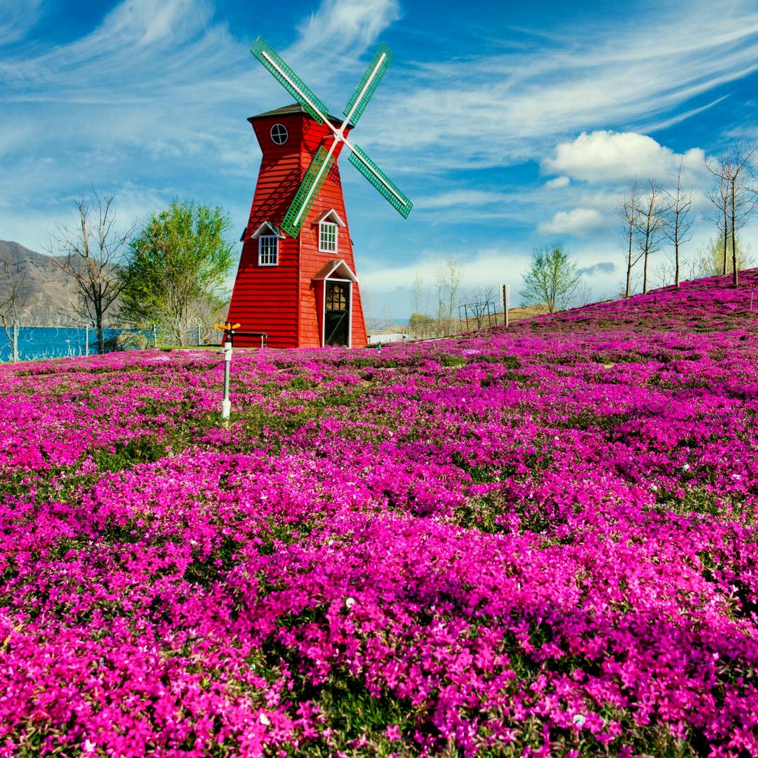 迁西雨花谷花海景区