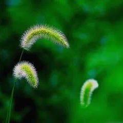 小草