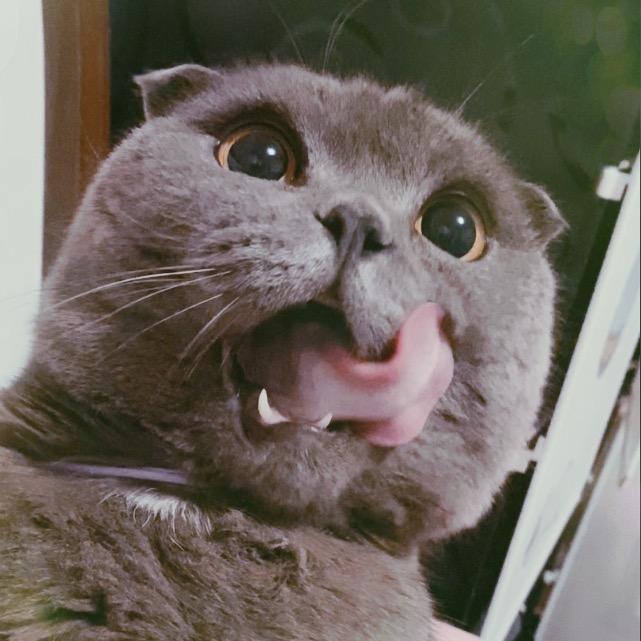 蓝猫折耳 小柯南