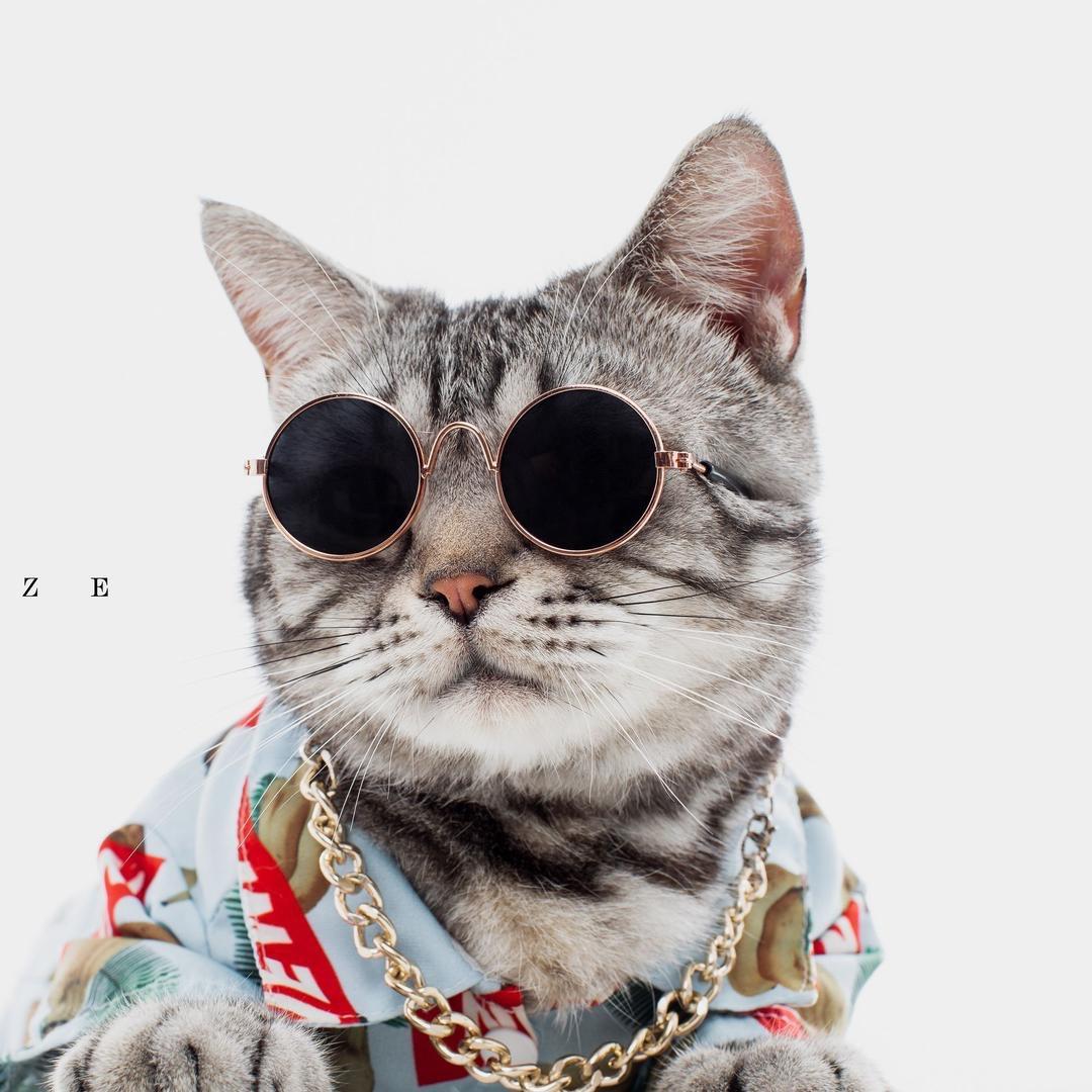 重庆大猫好吃狗
