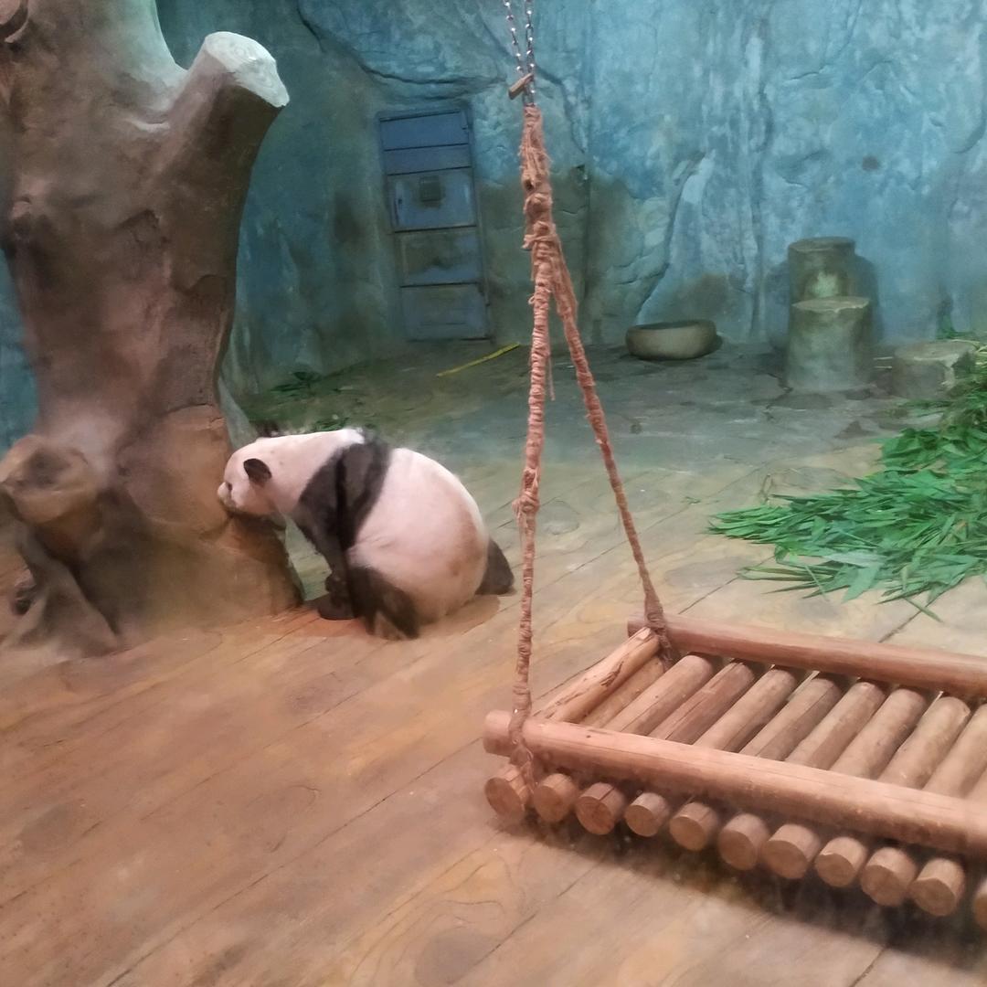 割老桩