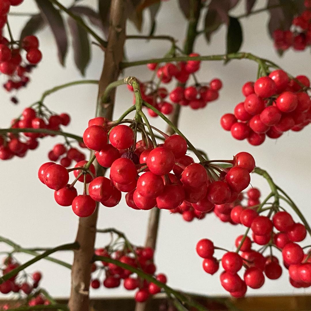 🍒红豆红 🍒
