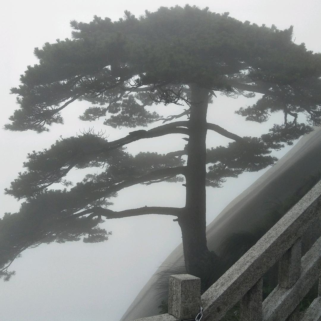 岳西翠兰