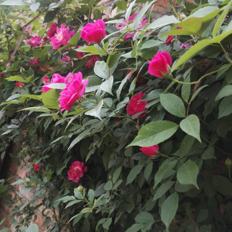 坦坦荡荡做人《拒绝合拍和私聊》