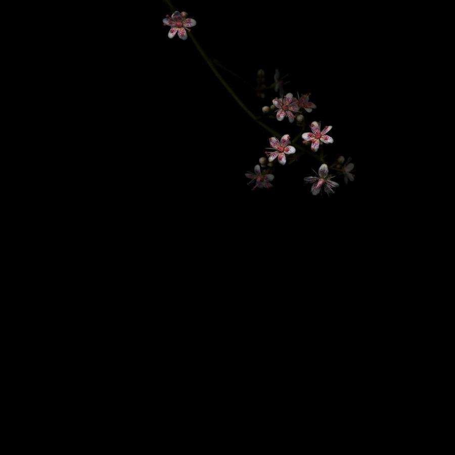 德伏
