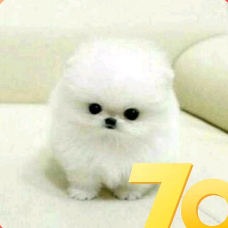 有一只小恐龙耶