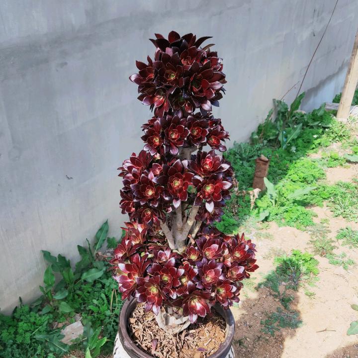 玉法师多肉花卉植物