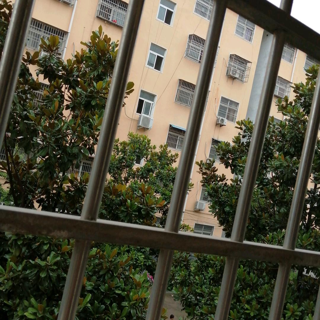 中国龙8637829330545