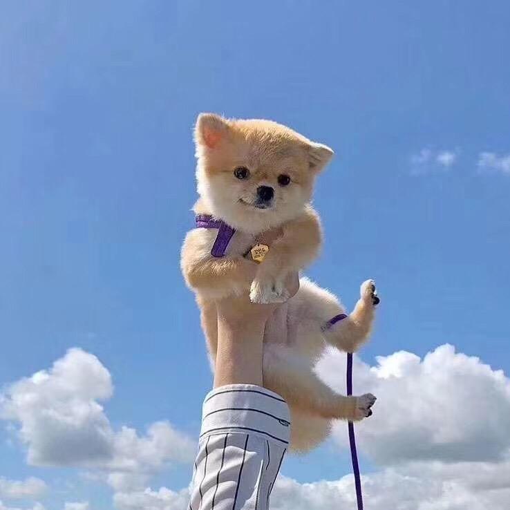 L lyr