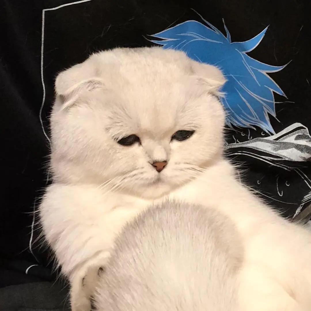 万年中单汤圆猫@抖音