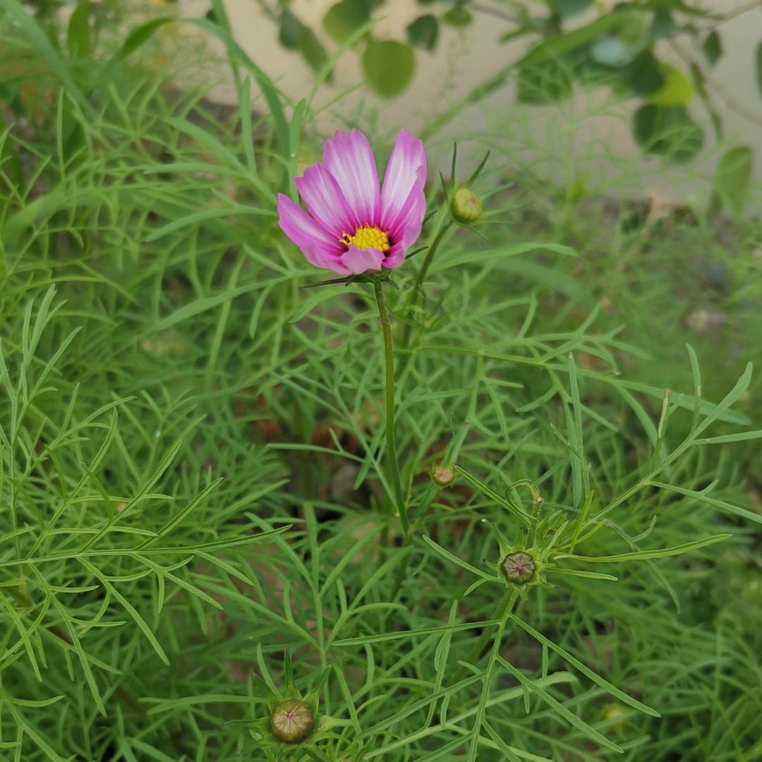 小脸猫