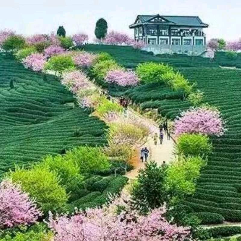 福寿山庄园