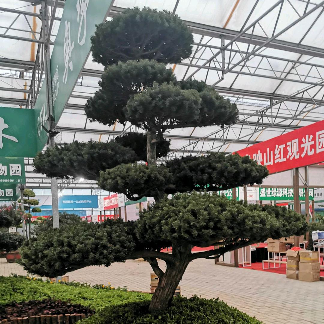 松不老