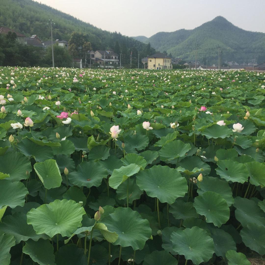 老程