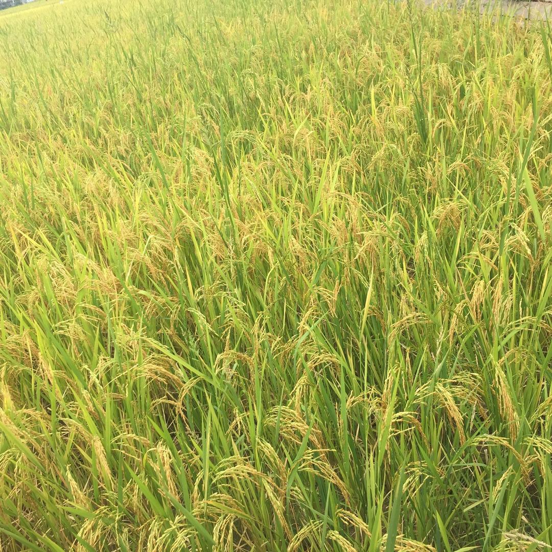 小八哥🐶佛光普赵先生🐭