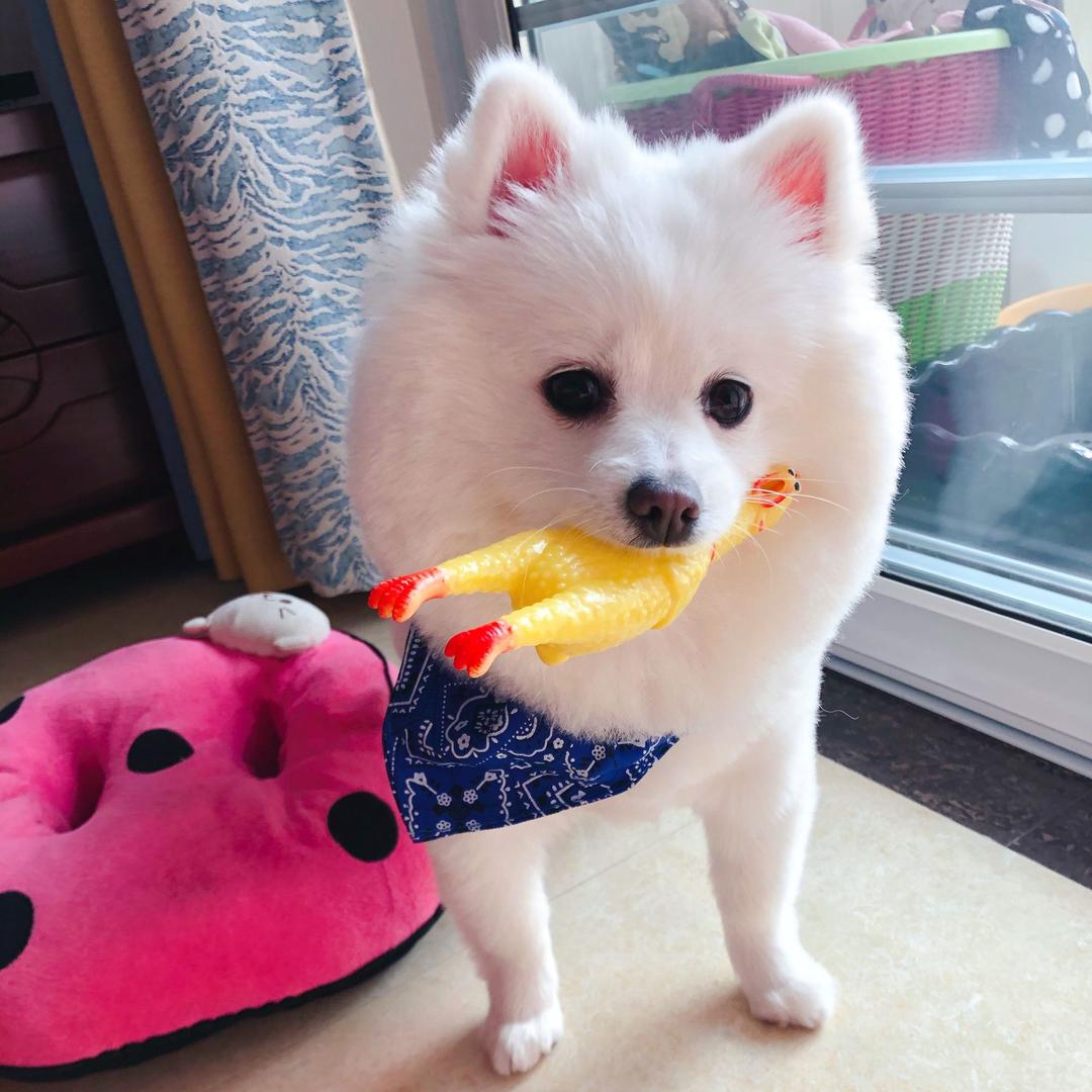 🤡董胖子