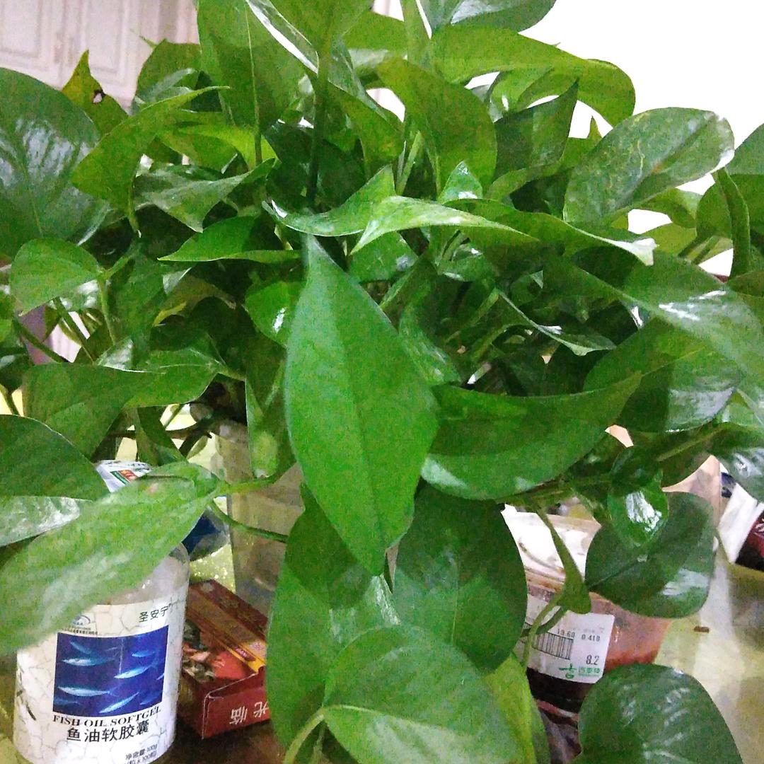 小菊花