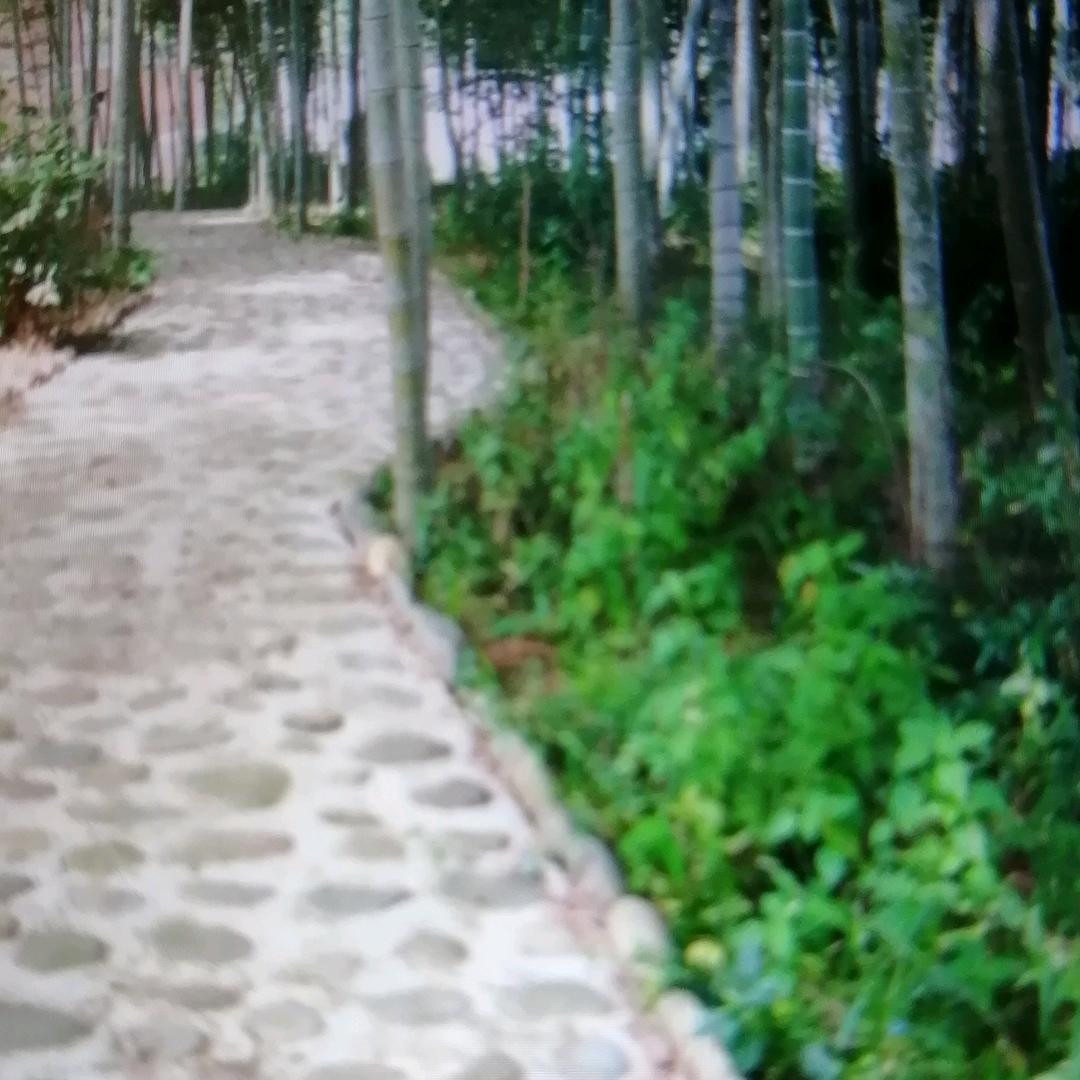 用户竹林