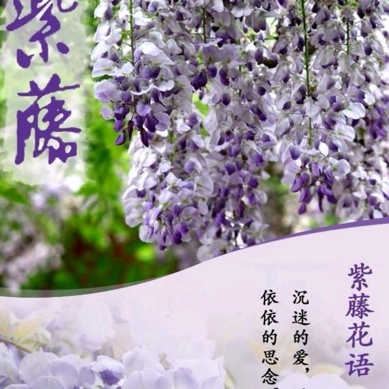 紫藤花