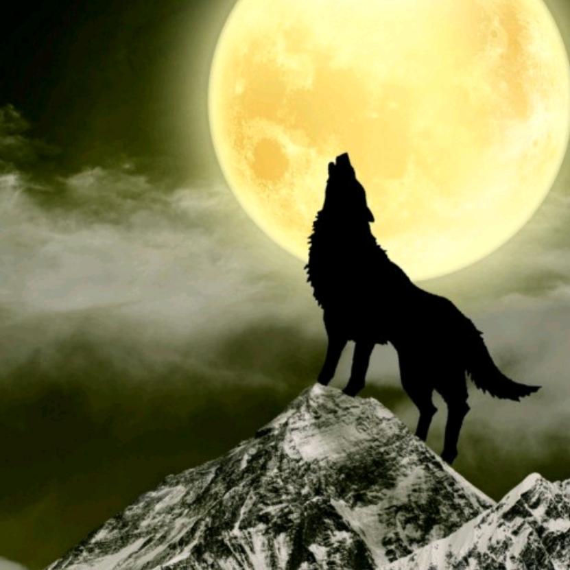 仰天长啸的孤狼