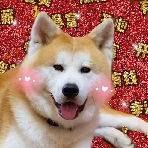 秋田犬悟空