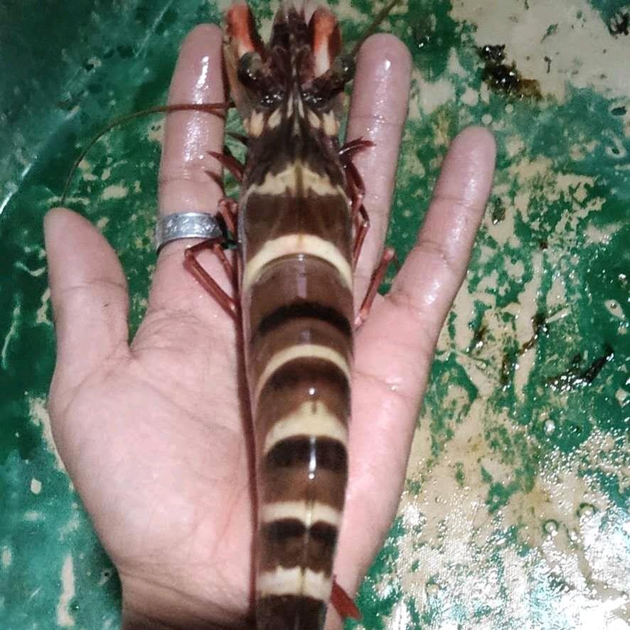 小怪豆