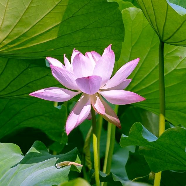 梅兰竹菊