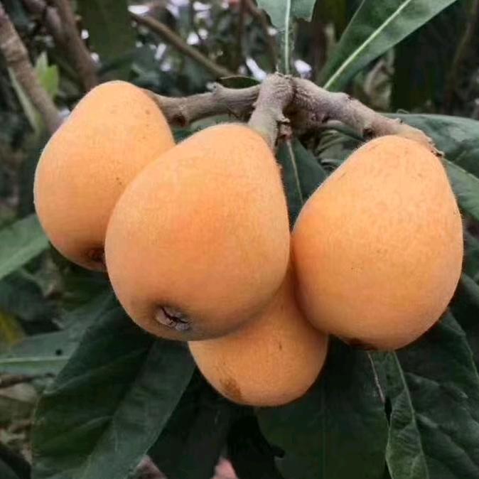 温烧的彩色阳光