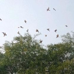 ping小可乐