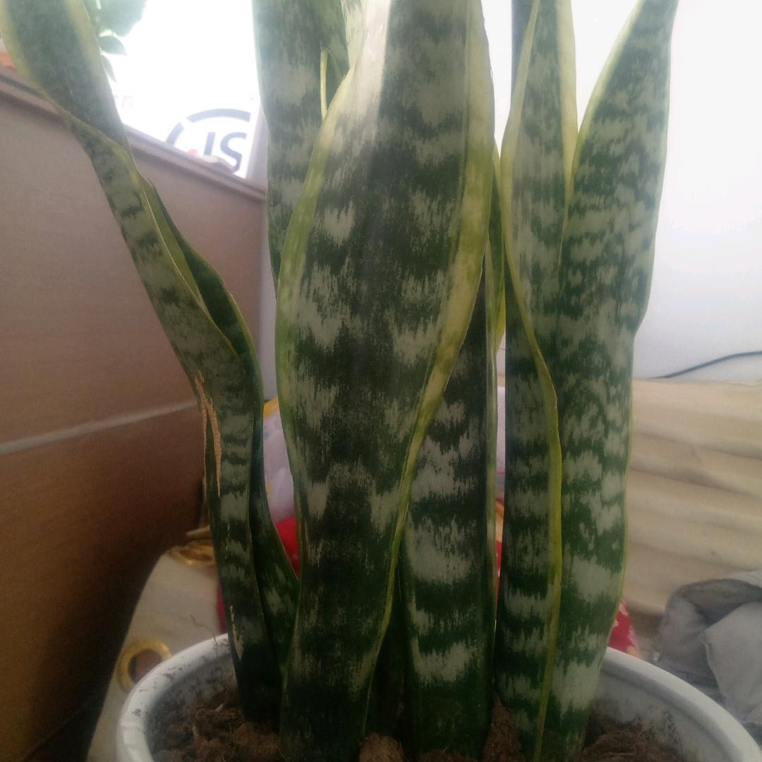 云水禅心