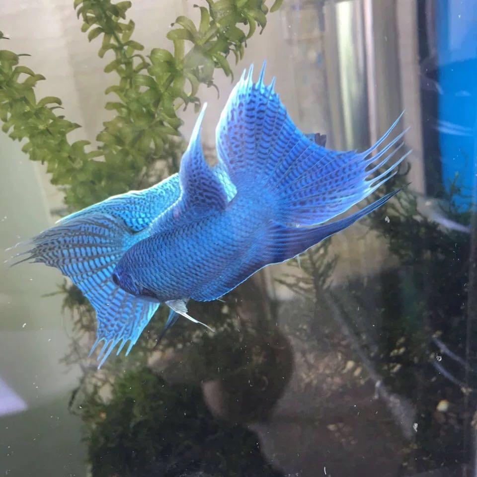 优品斗鱼水族批发
