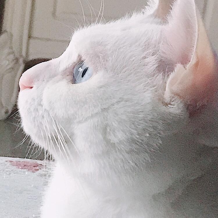 小二咪