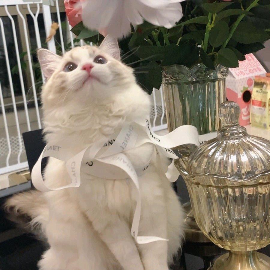 九月❀