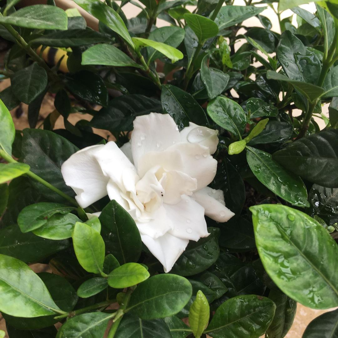 芳娃