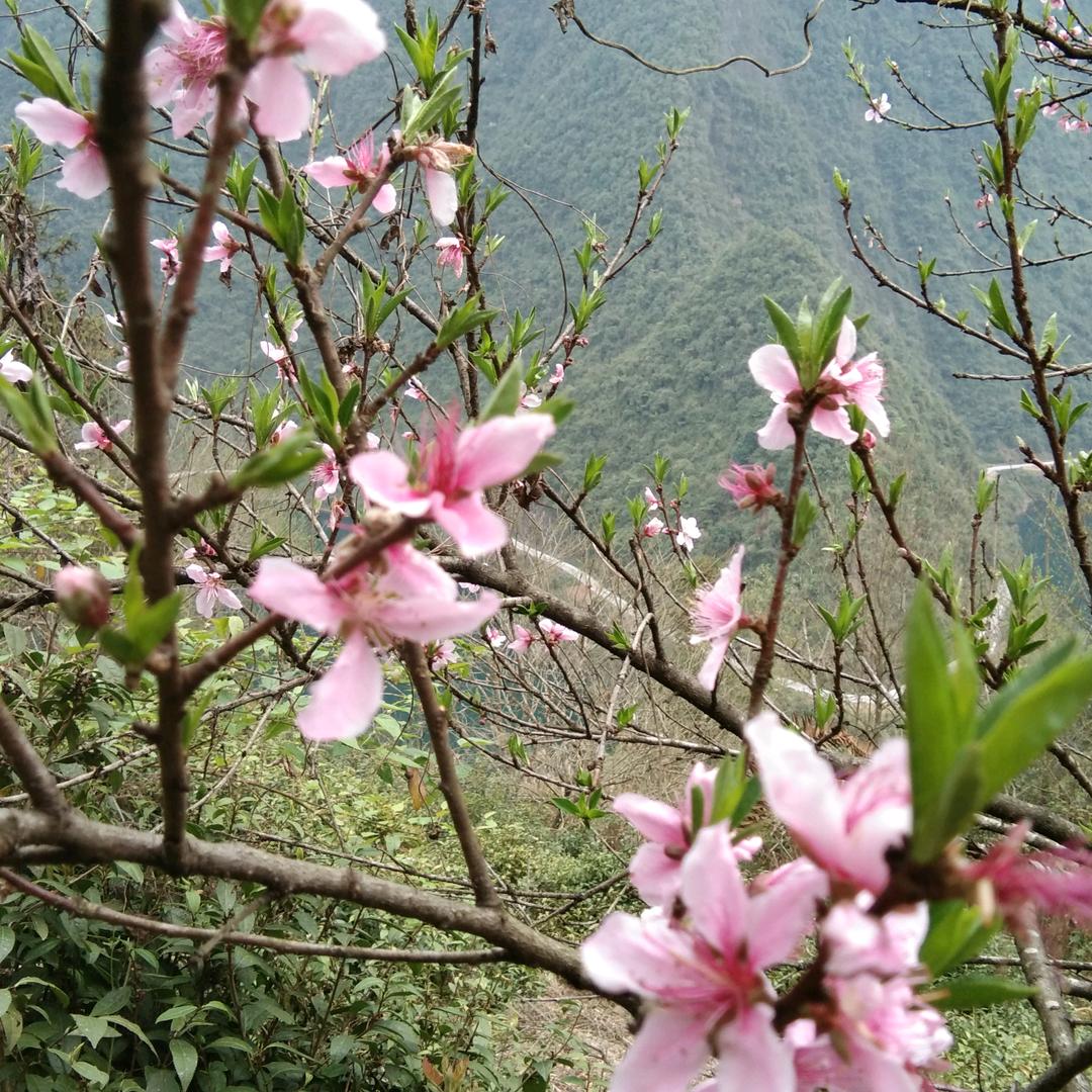 爱唱歌的抖音姐姐《玲》