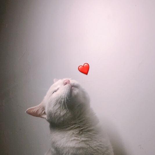 啊黄黄鸭