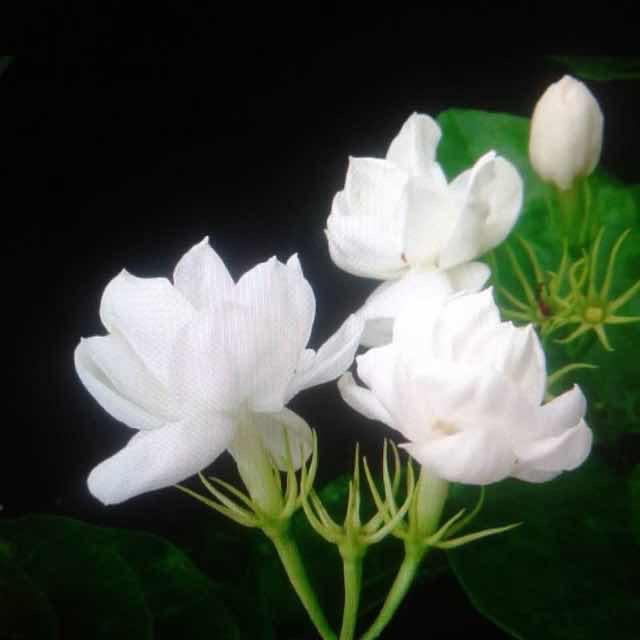 茉莉花
